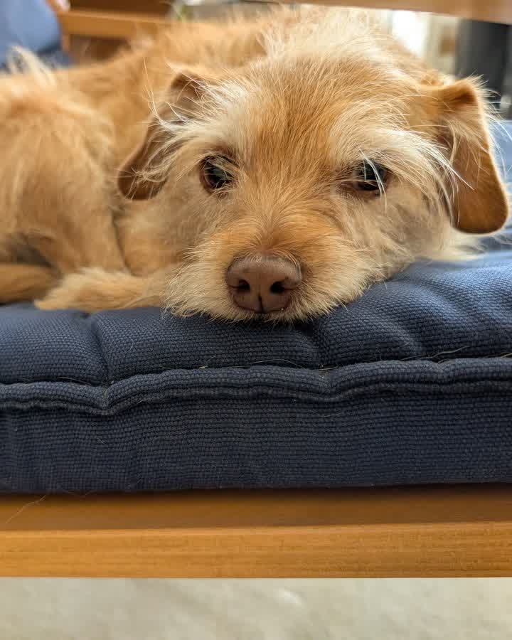 Chestnut, a scruffy terrier mix, resting her chin on a cushion
